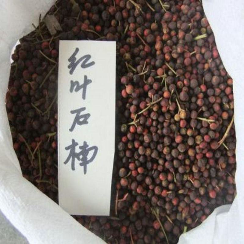 红叶石楠种子彩叶道路庭院小区绿化多年生观叶四季高杆春季树