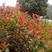 红叶石楠种子彩叶道路庭院小区绿化多年生观叶四季高杆春季树