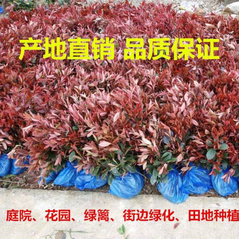 红叶石楠种子彩叶道路庭院小区绿化多年生观叶四季高杆春季树