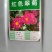 翠菊种子矮杆四季种植重瓣菊花种子阳台庭院盆栽易活花草花卉