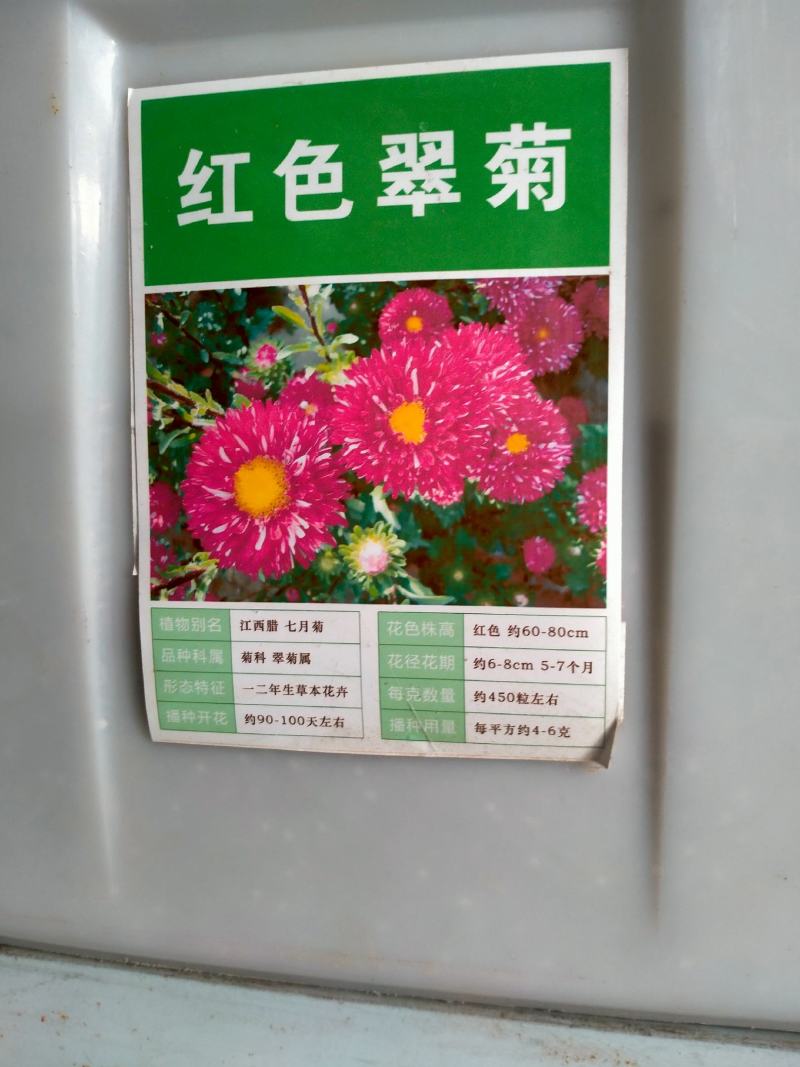 翠菊种子矮杆四季种植重瓣菊花种子阳台庭院盆栽易活花草花卉