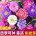 翠菊种子矮杆四季种植重瓣菊花种子阳台庭院盆栽易活花草花卉