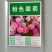 翠菊种子矮杆四季种植重瓣菊花种子阳台庭院盆栽易活花草花卉