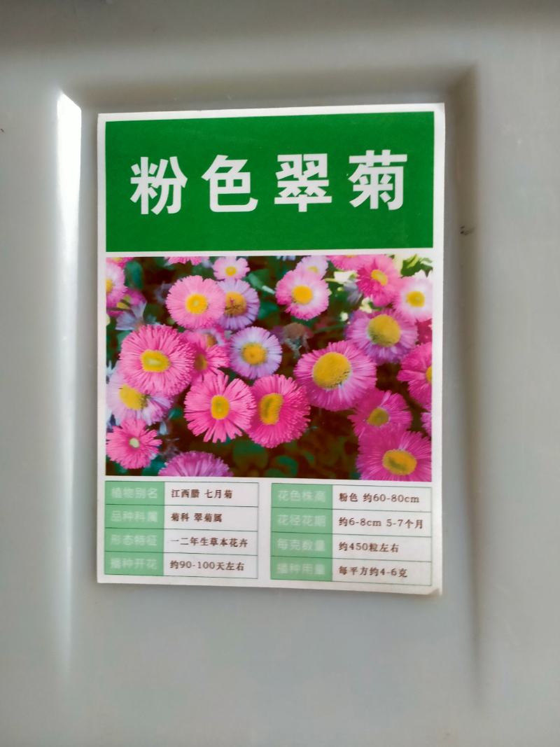 翠菊种子矮杆四季种植重瓣菊花种子阳台庭院盆栽易活花草花卉