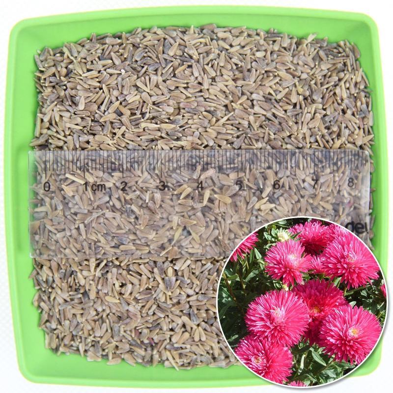 翠菊种子矮杆四季种植重瓣菊花种子阳台庭院盆栽易活花草花卉