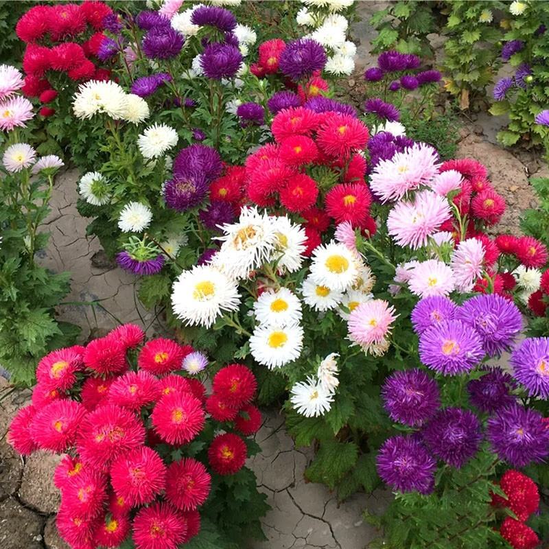翠菊种子矮杆四季种植重瓣菊花种子阳台庭院盆栽易活花草花卉