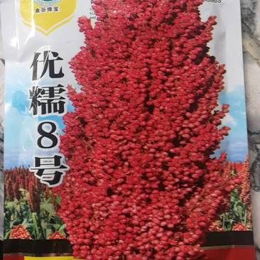 优糯8号糯高梁杂交种红壳红粒抗旱耐涝产量高。