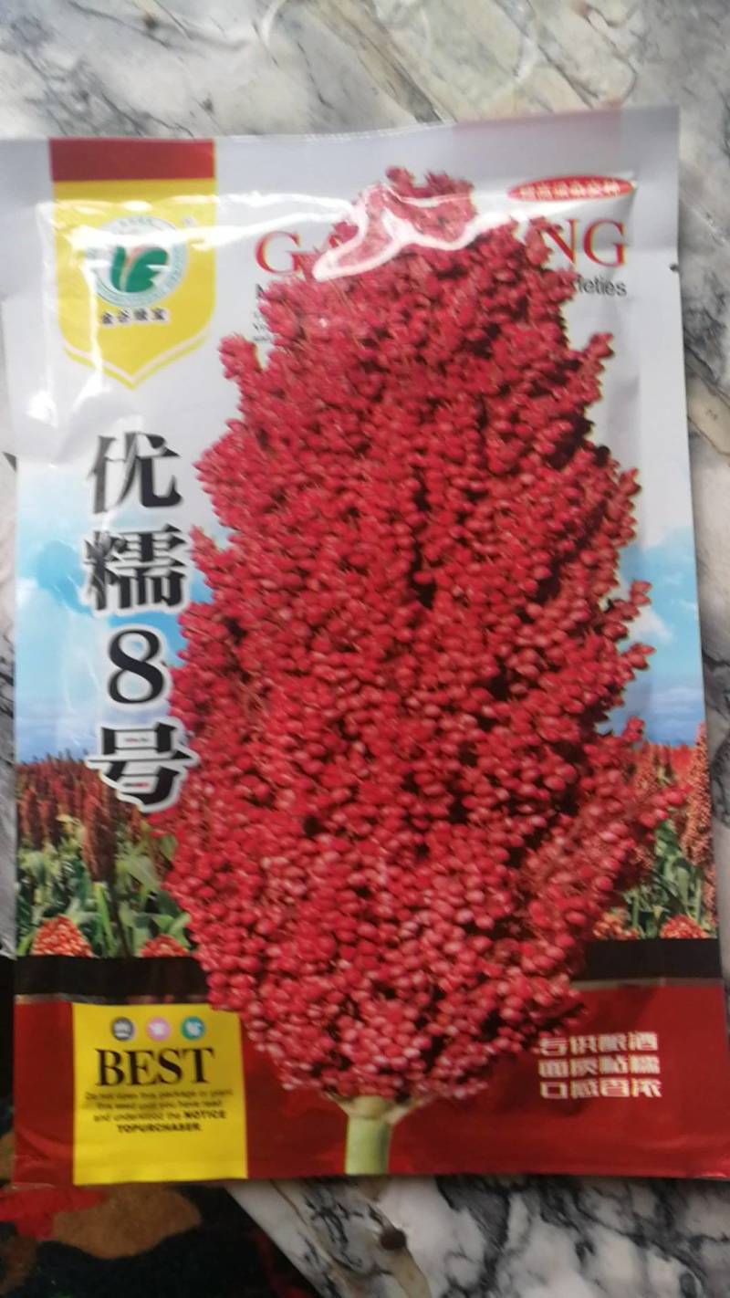 优糯8号糯高梁杂交种红壳红粒抗旱耐涝产量高。