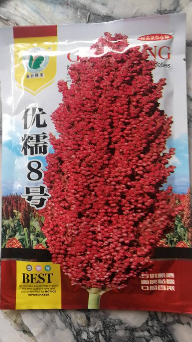 优糯8号糯高梁杂交种红壳红粒抗旱耐涝产量高。
