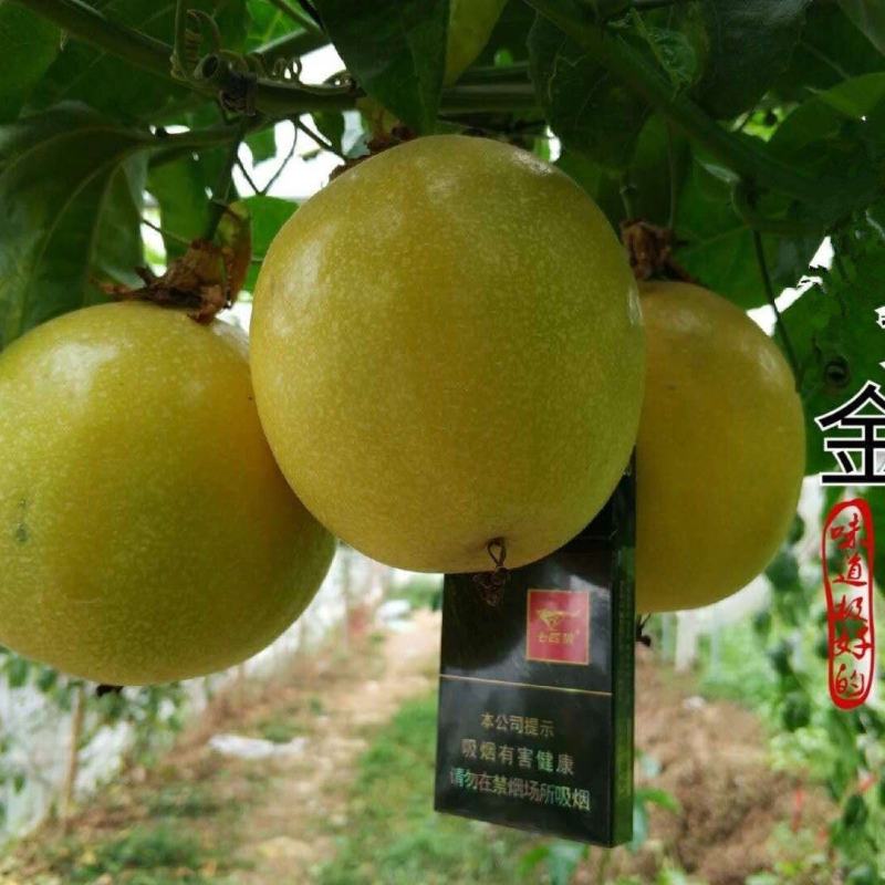 黄金钦蜜九号嫁接百香果苗，台农嫁接百香果苗