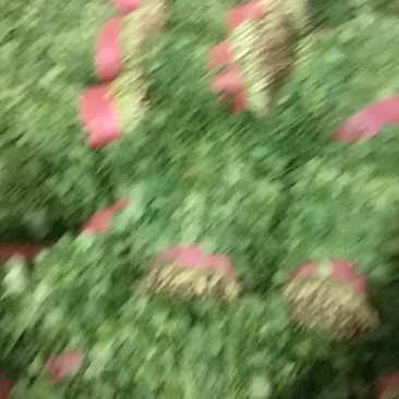 砀山香菜大量上市，质量好，价格便宜，有需要朋友请联系我