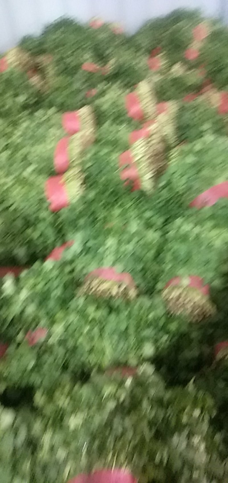 砀山香菜大量上市，质量好，价格便宜，有需要朋友请联系我