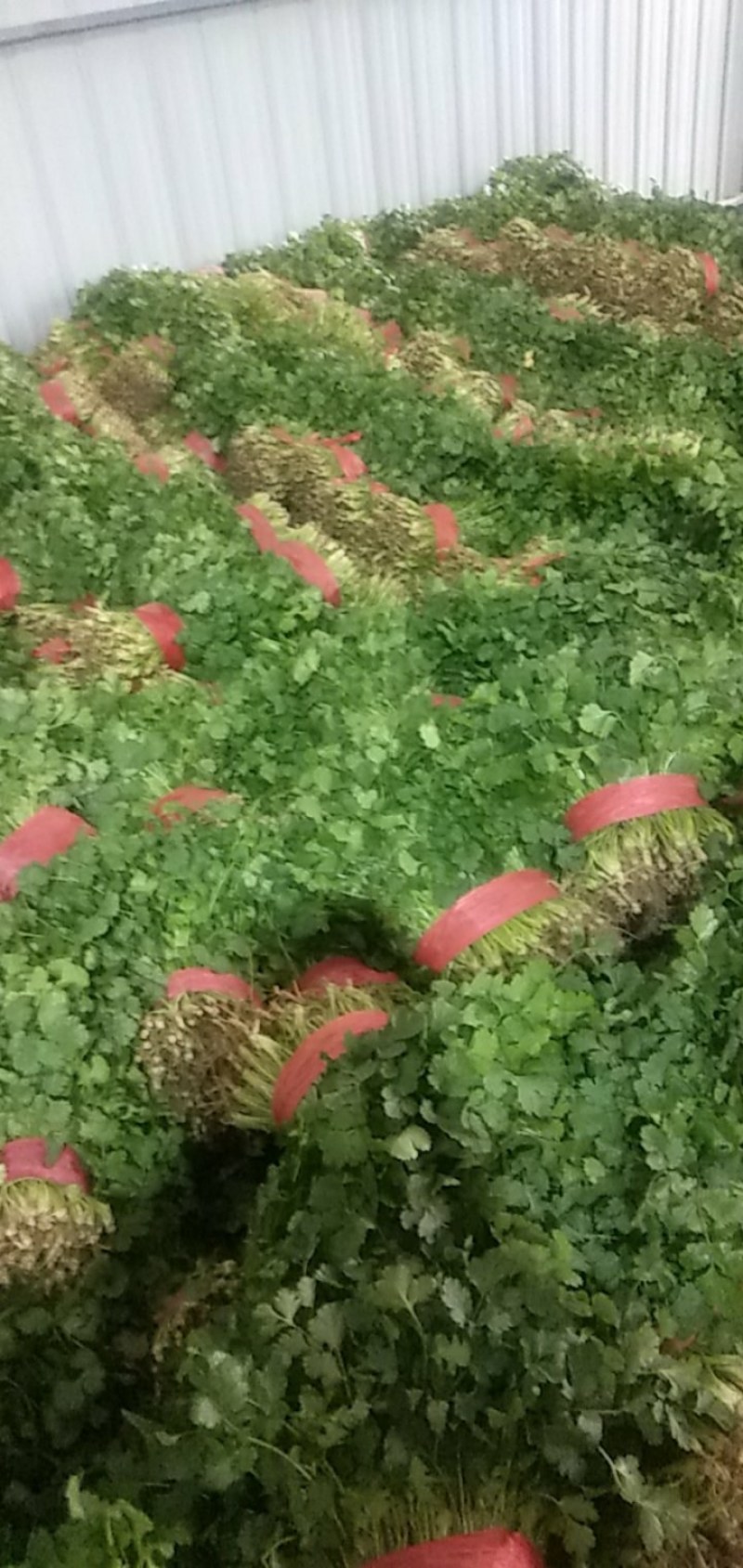 砀山香菜大量上市，质量好，价格便宜，有需要朋友请联系我