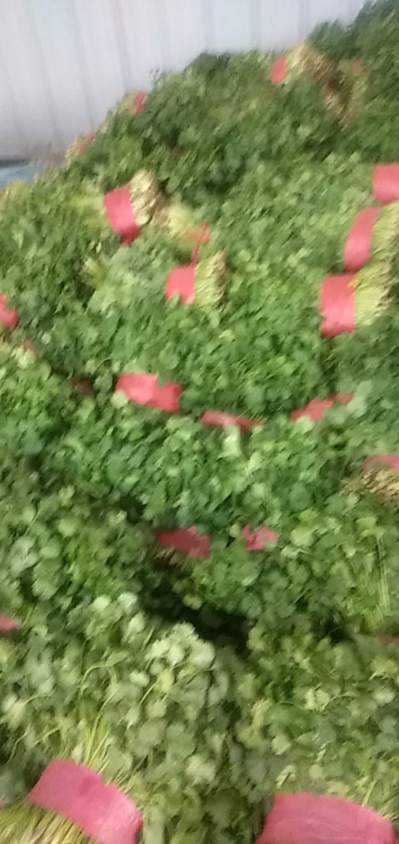 砀山香菜大量上市，质量好，价格便宜，有需要朋友请联系我