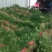 砀山香菜大量上市，质量好，价格便宜，有需要朋友请联系我