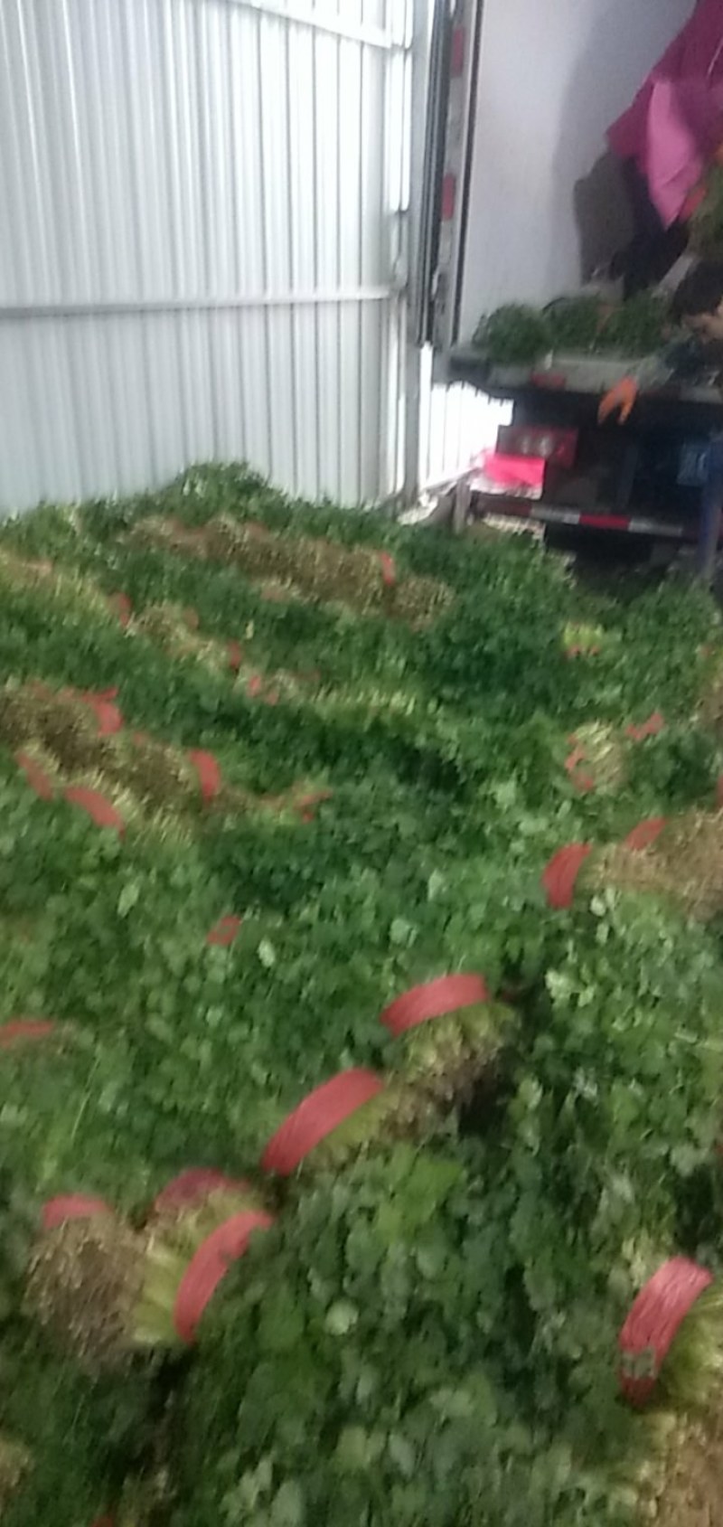 砀山香菜大量上市，质量好，价格便宜，有需要朋友请联系我