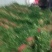 砀山香菜大量上市，质量好，价格便宜，有需要朋友请联系我