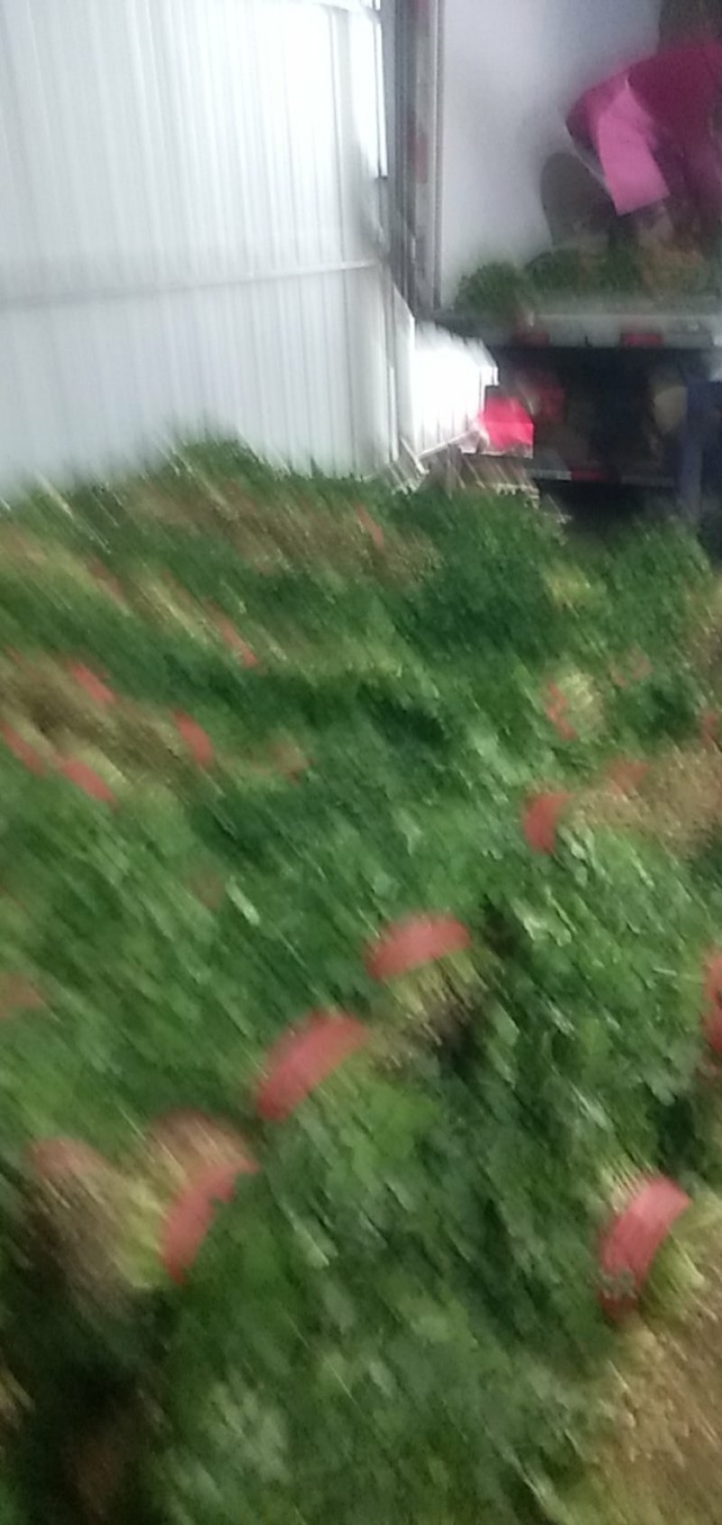 砀山香菜大量上市，质量好，价格便宜，有需要朋友请联系我
