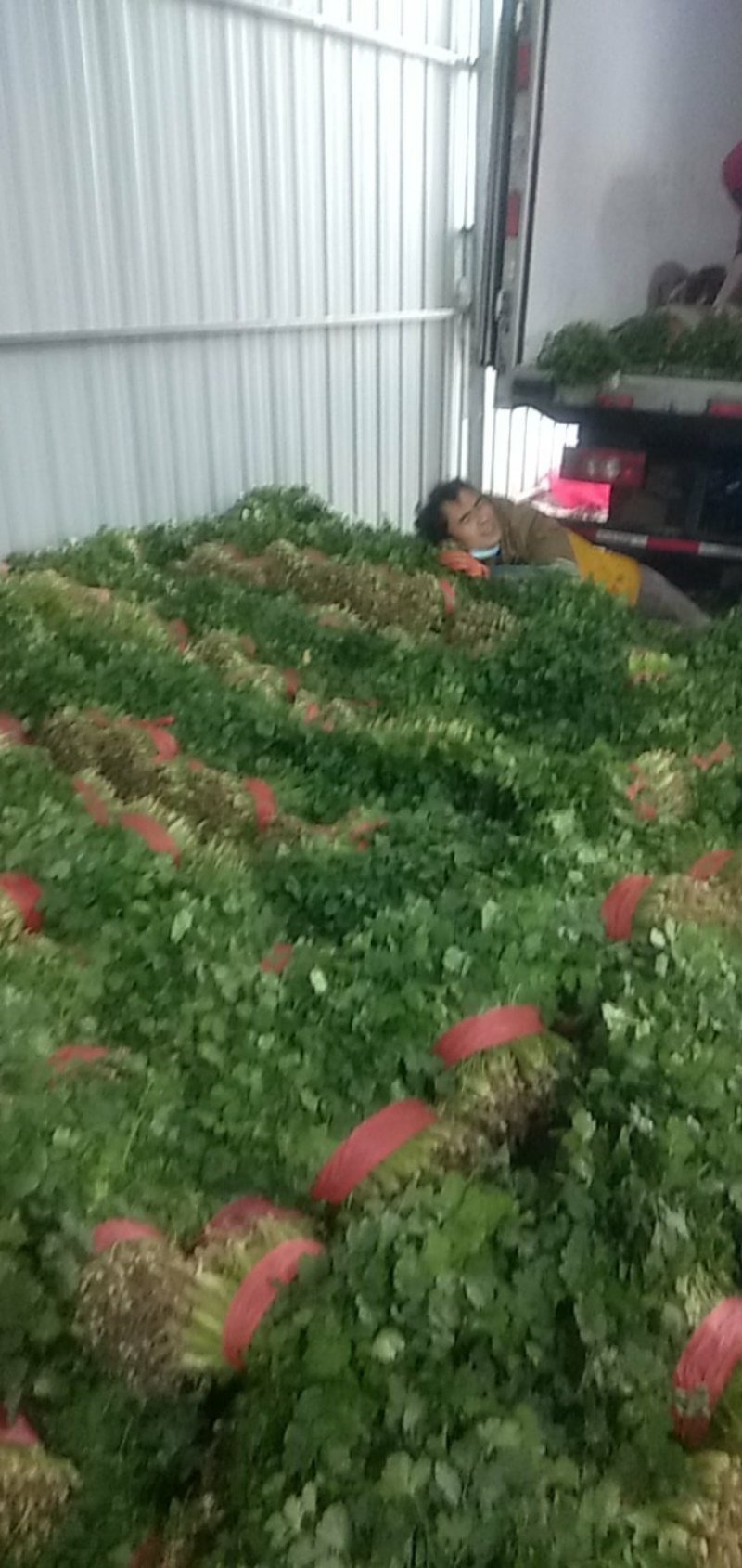 砀山香菜大量上市，质量好，价格便宜，有需要朋友请联系我