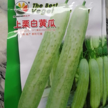 上栗白黄瓜早熟高产春秋可播。