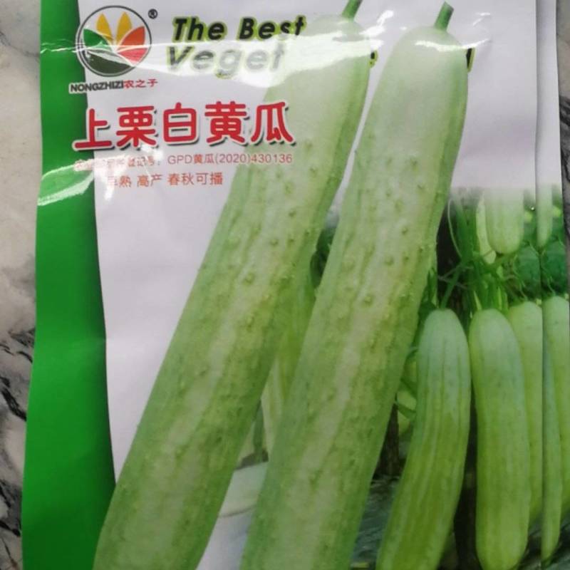 上栗白黄瓜早熟高产春秋可播。