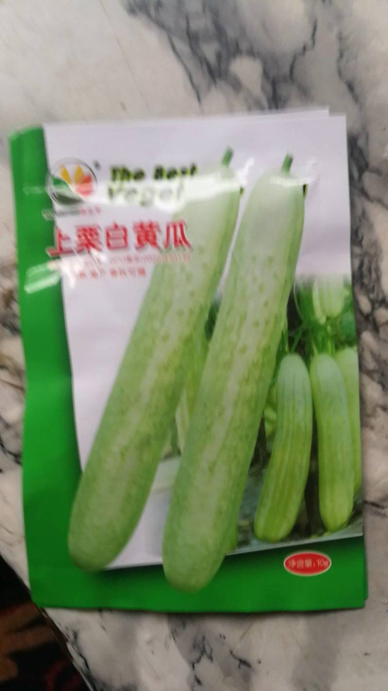 上栗白黄瓜早熟高产春秋可播。