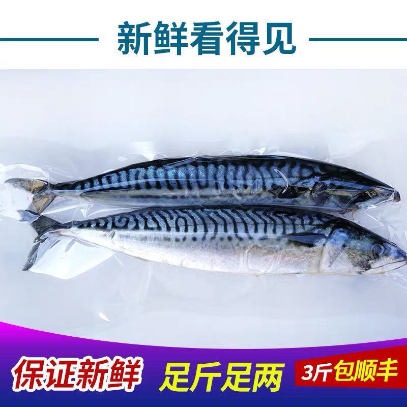 新鲜整条鲐鲅鱼青条鱼鲐鲅鱼青花鱼新鲜青占鱼海鲜水产包邮