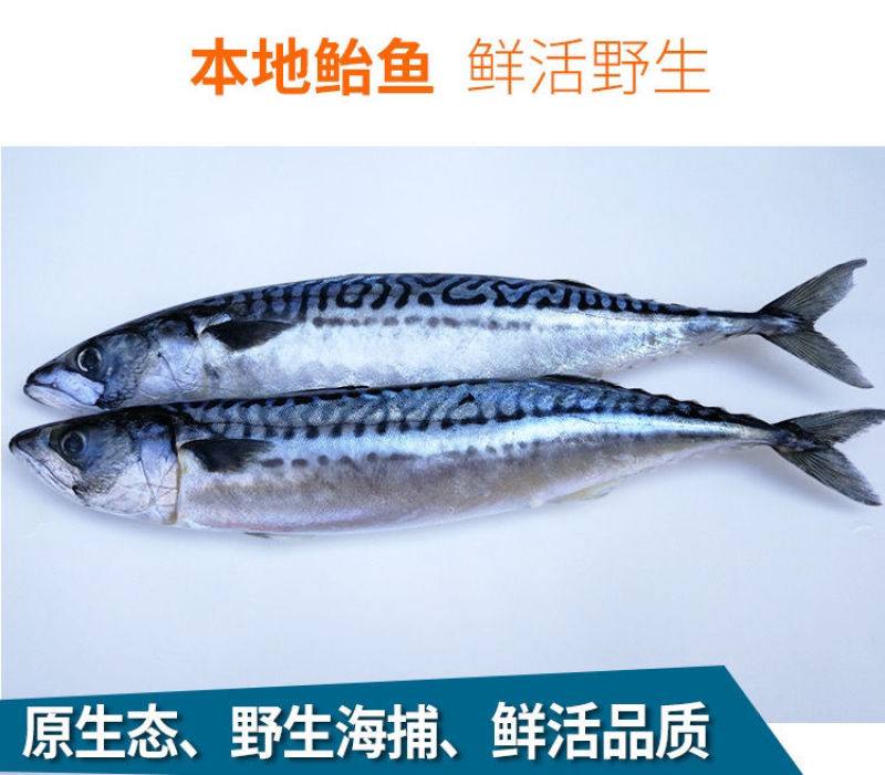 新鲜整条鲐鲅鱼青条鱼鲐鲅鱼青花鱼新鲜青占鱼海鲜水产包邮