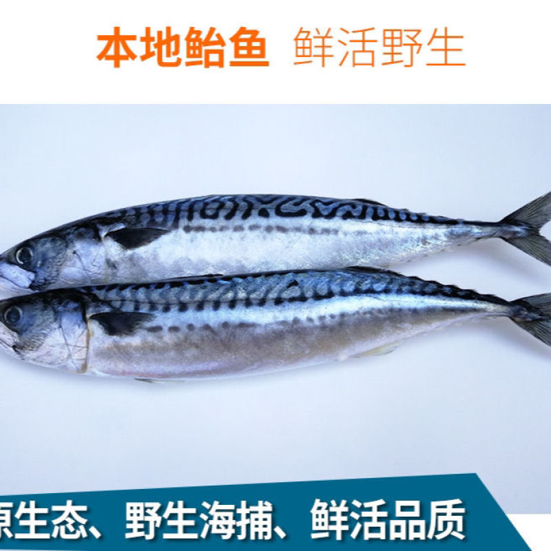 新鲜整条鲐鲅鱼青条鱼鲐鲅鱼青花鱼新鲜青占鱼海鲜水产包邮