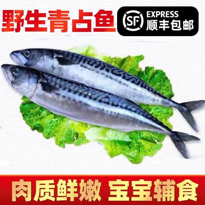 新鲜整条鲐鲅鱼青条鱼鲐鲅鱼青花鱼新鲜青占鱼海鲜水产包邮