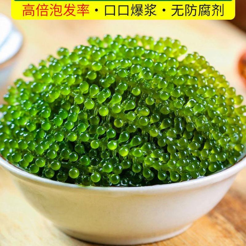 【产地直】网红海葡萄送蘸料即食绿色鱼子酱海菜多规格包邮