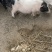 过年放假巴马香猪便宜出了