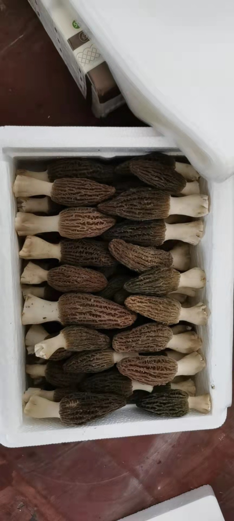 2022年羊肚菌鲜货羊肚菌