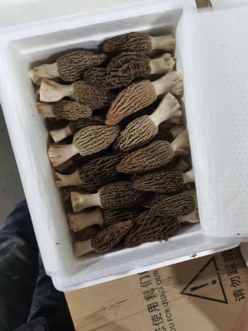 2022年羊肚菌鲜货羊肚菌