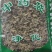 车前草干货中药材干净无杂质量大从优