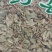 金钱草干货中草药干量大从优欢迎选购！
