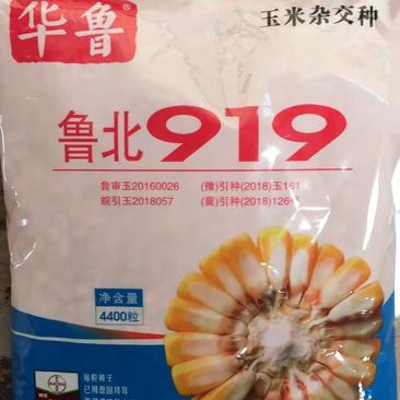 优质玉米品种鲁北919抗病高产大棒适应性广