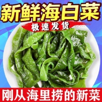 盐渍裙带菜梗海白菜梗凉拌菜整箱凉菜火锅食材批发海藻非干货