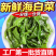 盐渍裙带菜梗海白菜梗凉拌菜整箱凉菜火锅食材批发海藻非干货