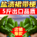盐渍裙带菜梗海白菜梗凉拌菜整箱凉菜火锅食材批发海藻非干货