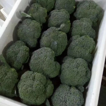 🥦精品西兰花🥦基地直供🥦欢迎咨询。