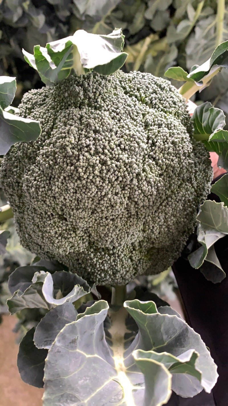 🥦精品西兰花🥦基地直供🥦欢迎咨询。