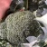 🥦精品西兰花🥦基地直供🥦欢迎咨询。