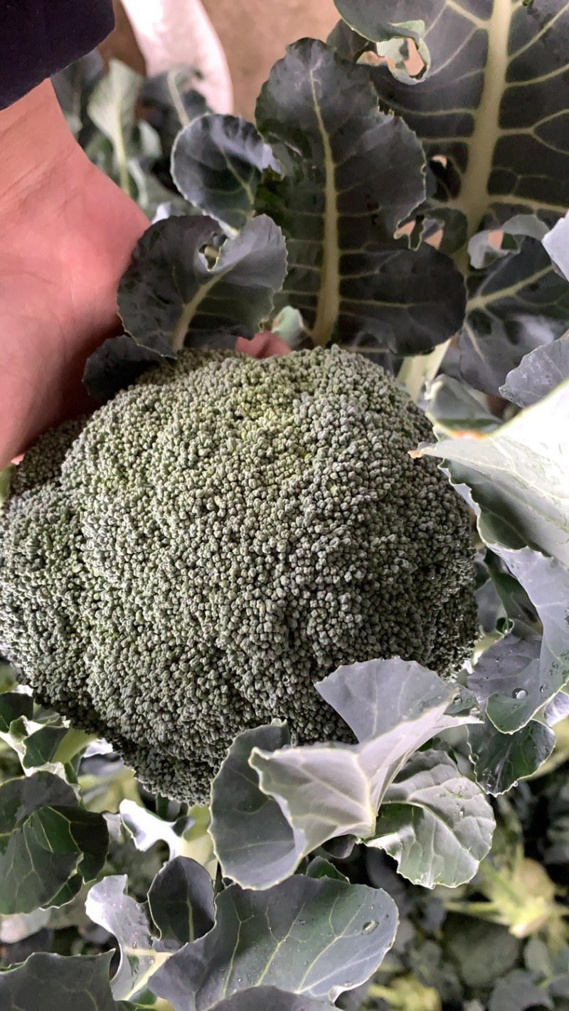 🥦精品西兰花🥦基地直供🥦欢迎咨询。