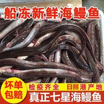 【国产检疫齐全】海鳗鱼新鲜速冻整条发货大海鳗七星鳗包邮