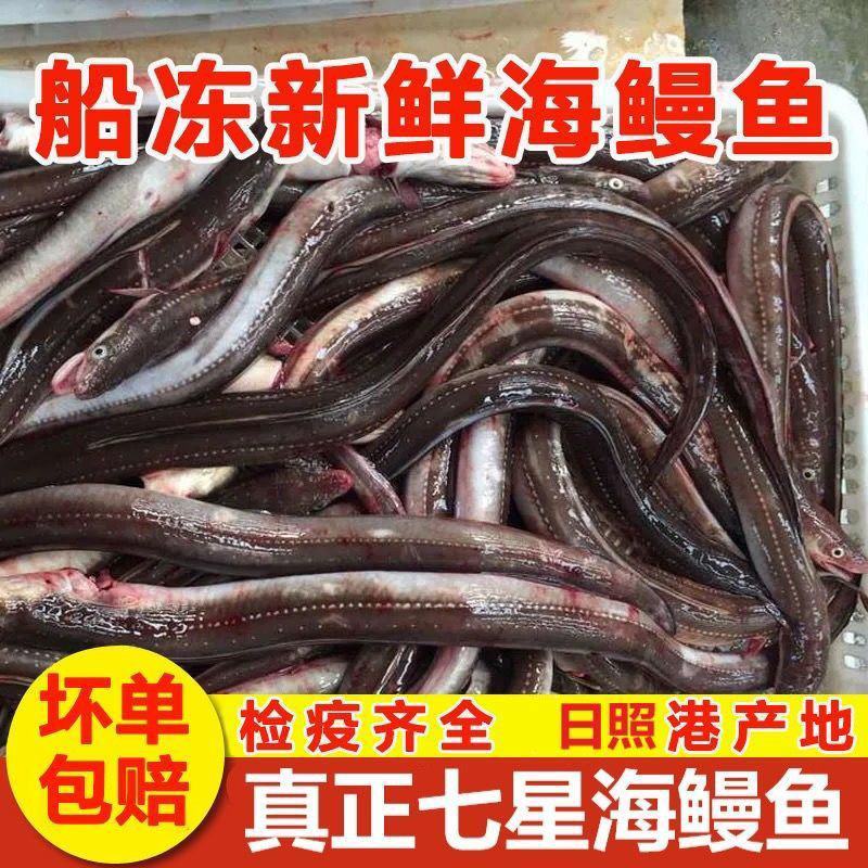 【国产检疫齐全】海鳗鱼新鲜速冻整条发货大海鳗七星鳗包邮