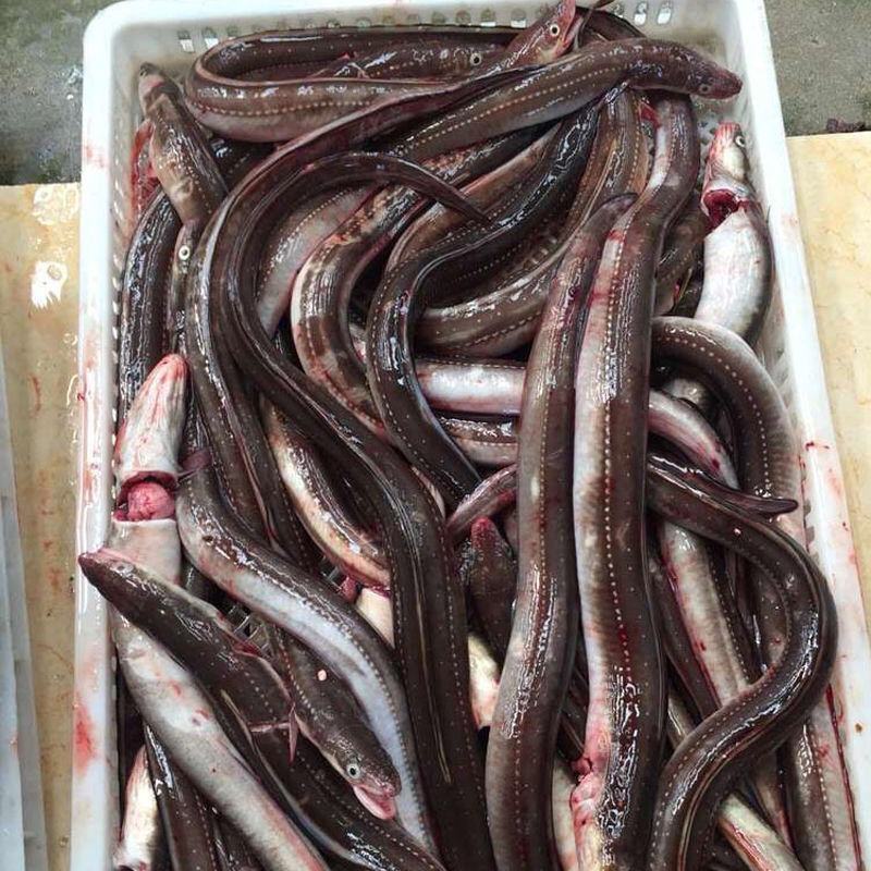 【国产检疫齐全】海鳗鱼新鲜速冻整条发货大海鳗七星鳗包邮