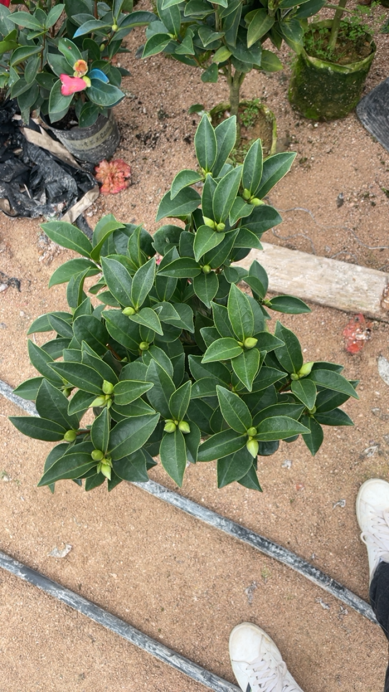 私家茶花，夏日七心