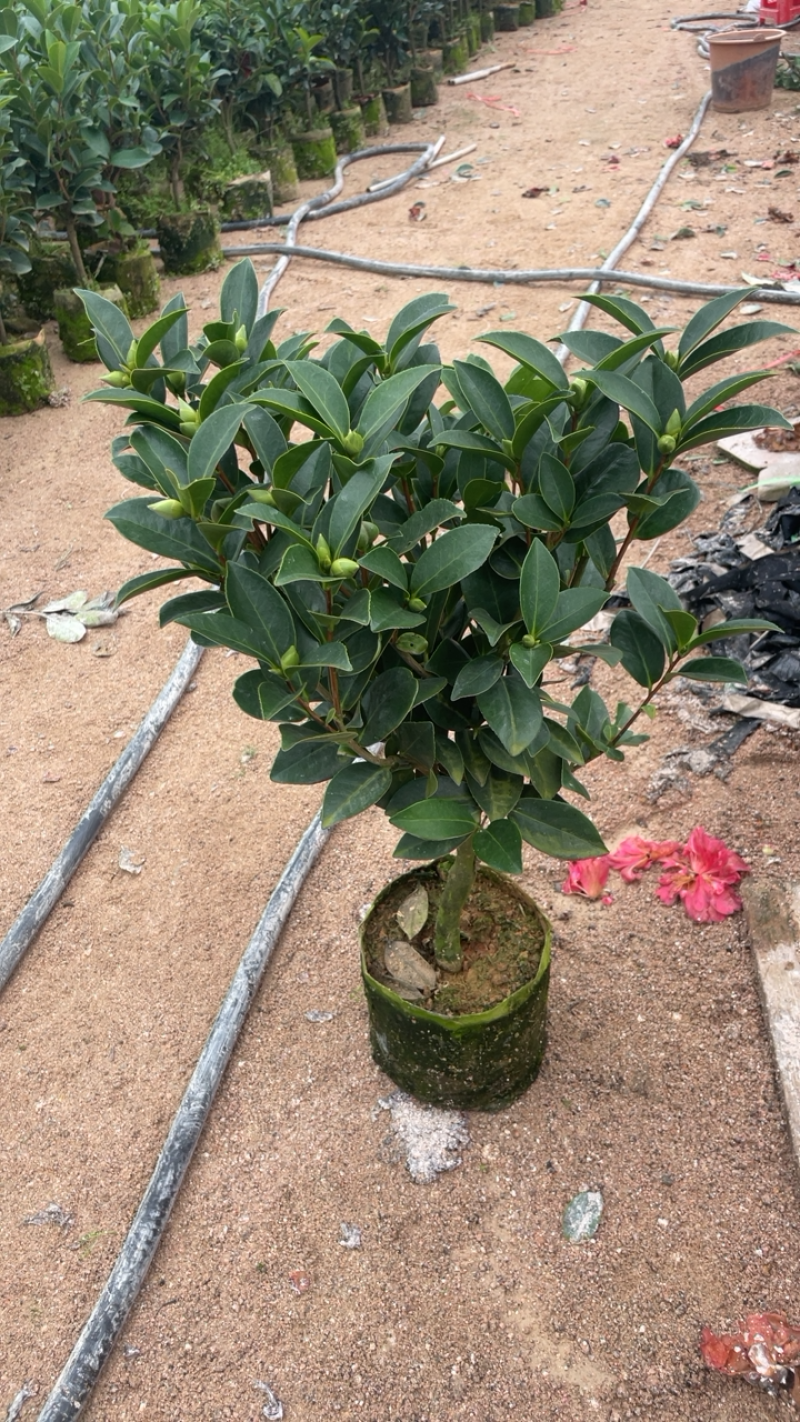 私家茶花，夏日七心