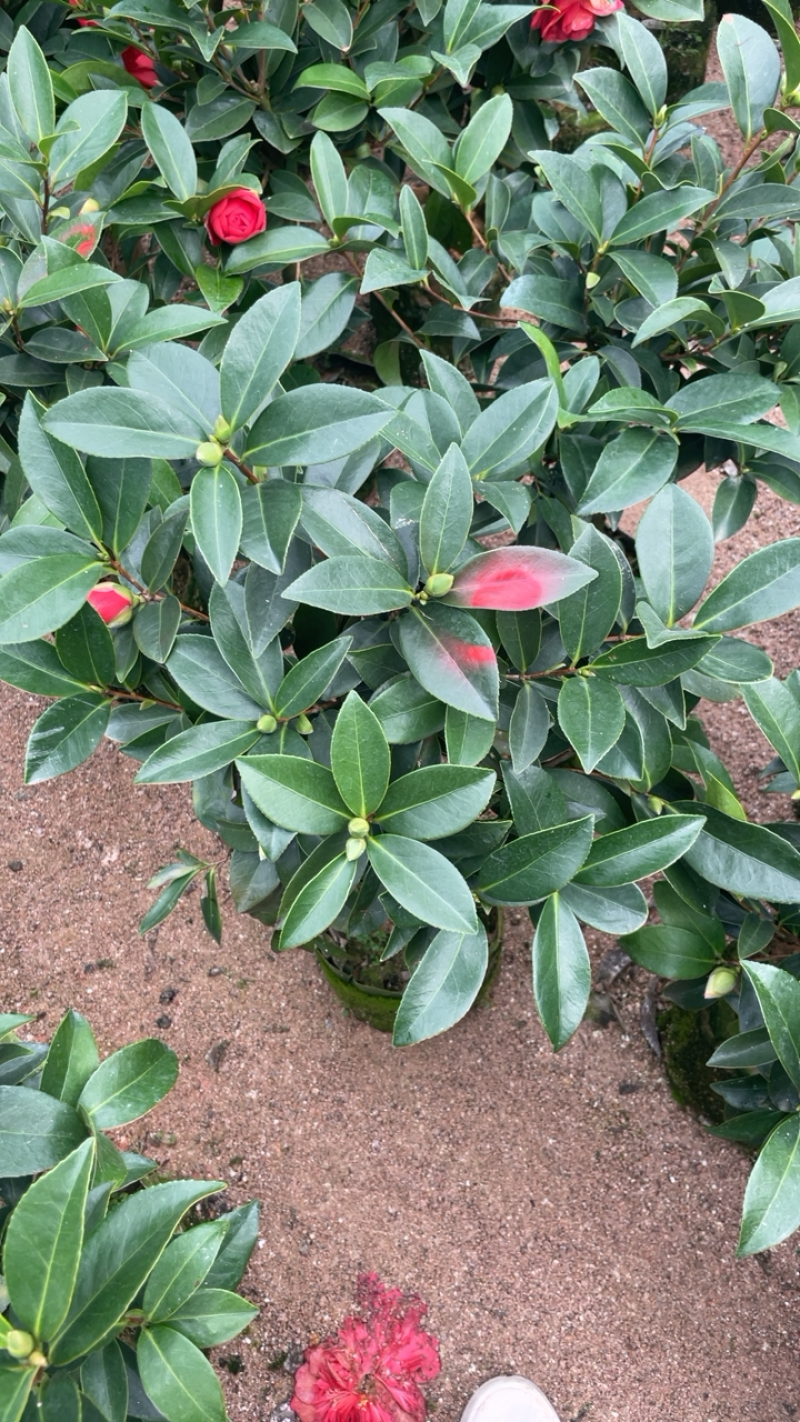 私家茶花，夏日七心